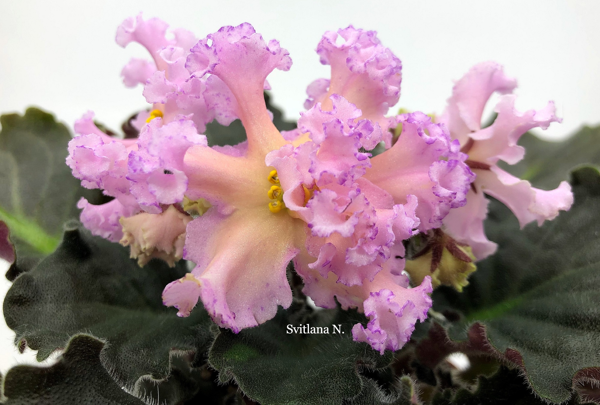 РМ-Оранжевое Лето